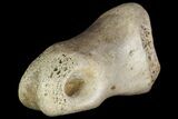 Ornithimimid Toe Bone - Alberta (Disposition #-) #96985-1